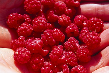 A fistful wild raspberries