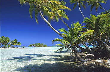 Coconut palm trees on Motu island under blue sky, Tuamotu, French Polynesia, South Pacific, Oceania