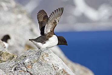 Little Auks, Alle alle, Spitsbergen, Norway