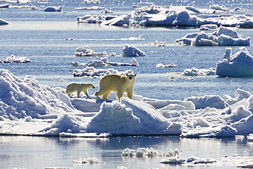 Polarbear with cubs on icefloe, Ursus maritimus, Svalbard, Norway