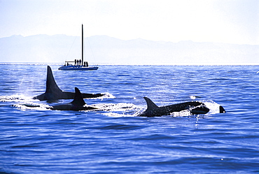 Orca Whales in the sea off shore, Harro Strait, San Juan Island, Washington, USA, America