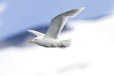 Glaucous Gull in flight, Larus hyperboreus, Spitsbergen, Norway