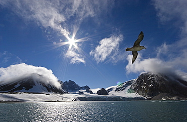 Fulmars in Hornsund, Spitsbergen, Svalbard, Norway