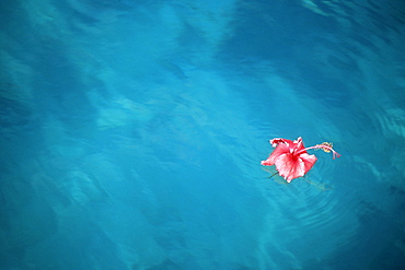 Floating Hibiscus Flower, Moorea French Polynesia