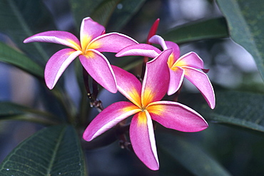 Plumeria Blossom, Aitutaki Cook Islands