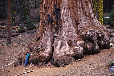 Boy standing next to a Giant Sequoia, Mariposa Grove, Yosemite National Park, California, USA