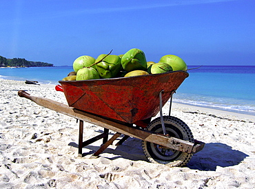 Coconuts in a pushcart on the beach, Carribbean Beach, Cartagena, Colombia, South America