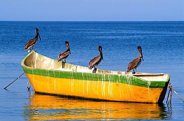 Pelicans sitting on a boat in the sunlight, Taganga, Santa Marta, Colombia, South America