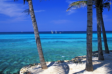 Palm beach of Melia Hotel, Varadero, Cuba, Caribbean, America