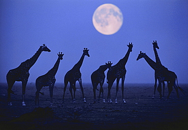 Silhouette of Giraffes on an African plain, Full moon in the background, Wilderness, Nature, Africa