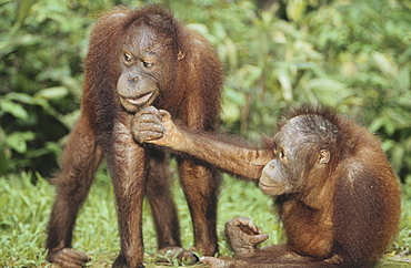 Two Orangutans, Pongo pygmaeus, Gunung Leuser National Park, Sumatra, Indonesia, Asia