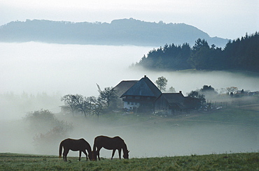 Horses, farm house, Black Forest, Baden-Wuerttemberg, Germany00003364