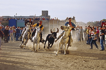 Riders and spectators at the celebration of the bulls of the Camargue, Aigues-Mortes, Gard, Provence, France, Europe