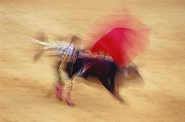 Torrero and bull at a bullfight, Corrida de Toros, Jerez de la Frontera, Cadiz, Andalusia, Spain, Europe