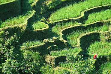 Peasant farmer working on his rice fields, Rice terraces near Pujungklod, Bali, Indonesia