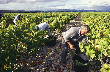 Grape harvest near Castanares de Rioja Haro, La Rioja, Spain