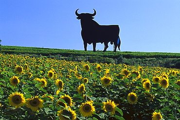 Sunflower field and silhouette of a bull in the sunlight, Cadiz, Andalusia, Spain, Europe