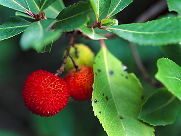 Fruits of Strawberry treebai