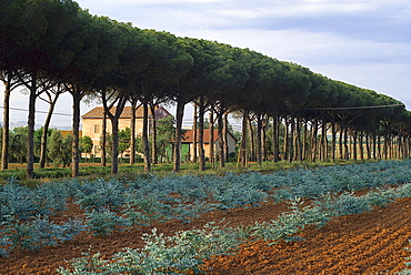 Pine Avenue, House near Alberese, Maremma, Tuscany, Italy