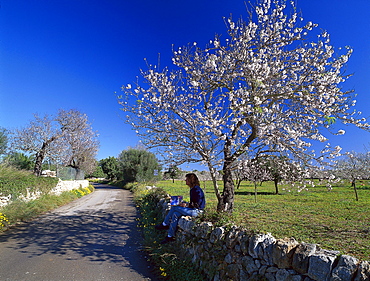 Person enjoying a rest beneath a blossoming almond tree, Palma de Mallorca, Mallorca, Spain