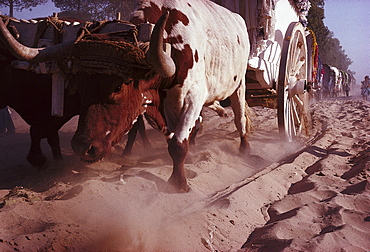 Oxes pulling carts with pilgrims over the sandy Raya Real, Andalusia, Spain