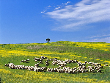 Flock of sheep, Rape, Crete, Pienza Tuscany, Italy