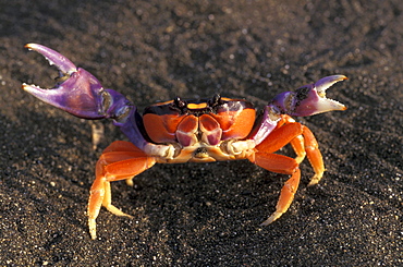 Close up of a crab on the beach, Playa Hermosa, Jaco, Costa Rica, Central America, America