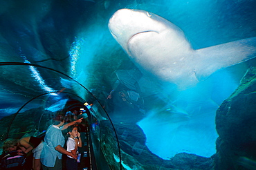 Aquarium with Sharks, Loro Parque, Puerto de la Cruz, Tenerife, Canary Islands, Spain