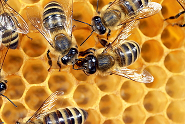 Honeybees on honeycomb, Close-up