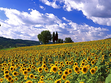 Sunflowerfield, Chianti, Tuscany, Italy