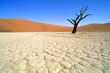 Bare tree standing in the desert under a blue sky, Namib, Naukluft Park, Namibia, Africa