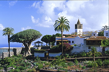 Thousend year old Dracaena, Icod de los Vinos, Tenerife, Canary Islands, Spain