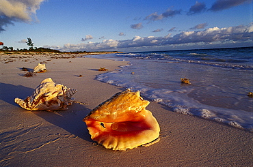 Beach with Shells, Bahamas