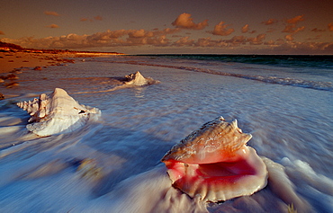 Conch at sandy beach