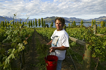 Winemaker Nick Mills at vineyard on shores of Lake Wanaka, Rippon Vineyard, Otago, South Island, New Zealand, Oceania