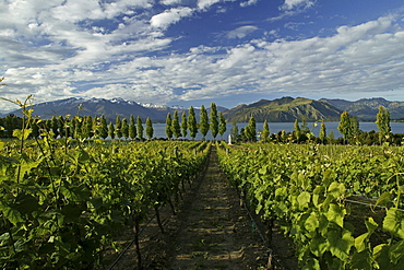 Rippon Vineyards on shores of Lake Wanaka, Otago, South Island, New Zealand, Oceania