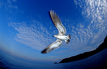 Seagull, Larus argentatus