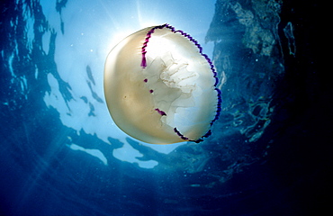 Jellyfish, Rhizostoma pulmo