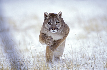 Puma jumping, Winter landscape, Rocky Mountains, Colorado, USA