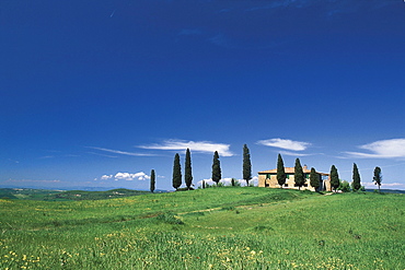 Meadow with Cypresses and country house, Tuscany, Italien