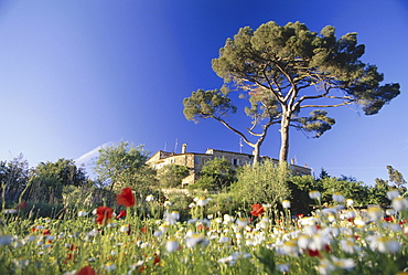 Landscape near Murlo with field full of flowers, Tuscany, Italy