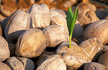 Close up of coconuts, West Island, Cocos Keeling, Islands Australia