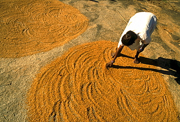 Woman is drying corn in the sunlight, Bihar, Ranchi, India, Asia