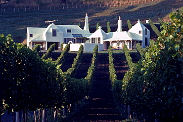 Vineyard and Te Mata winery Havelock North in the sunlight, Hawkes Bay, North Island, New Zealand, Oceania