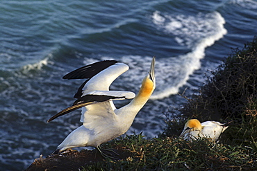 close-up of gannet, mainland colony at Muriwai, New Zealand