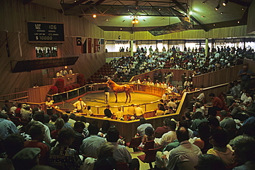 Horse auction, Race horse auction, Yearling Sales, Te Karaka, Gisborne, North Island, New Zealand