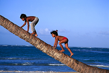 Kids climbing on a palm, Dominican Republic, Caribbean