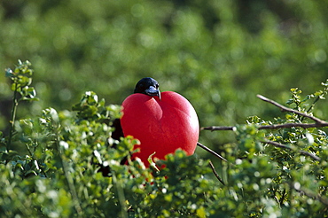 Male Frigate bird with red gular pouch that is inflated during the breeding season to attract a mate, Heart, Galapagos, Ecuador, South America