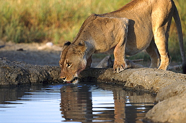 Lionness drinking water from a waterhole, Serengeti National Park, Tanzania