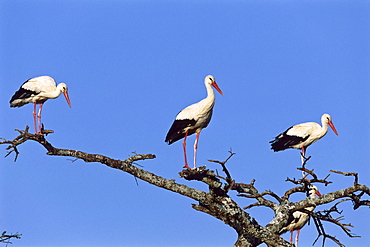 White Storks, Serengeti National Park, Tansania, East Africa